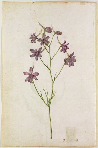 Delphinium Ajacis (c.1568) by Jacques Le Moyne